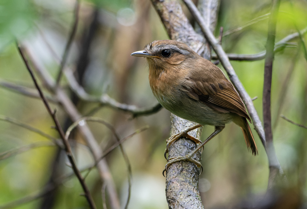 Rufous Gnateater
