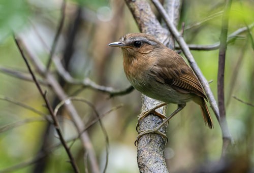 Rufous Gnateater