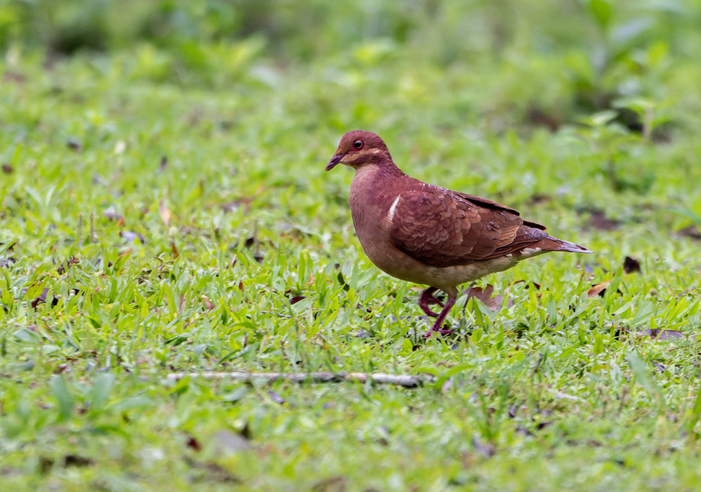 Ruddy Quail-Dove (Ruddy)