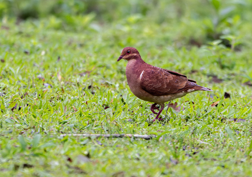 Ruddy Quail-Dove