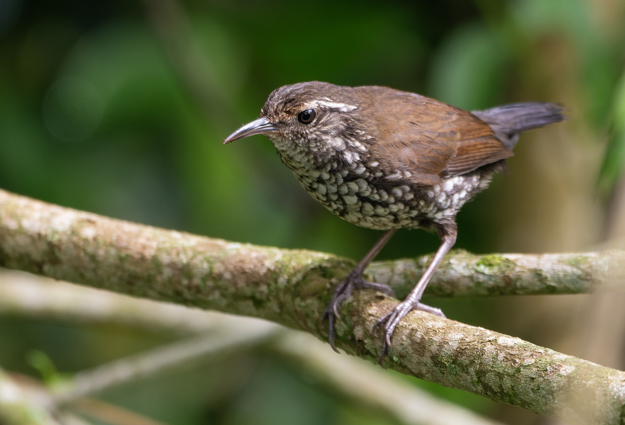 Sharp-tailed Streamcreeper illustration