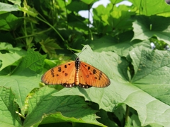 Acraea terpsicore