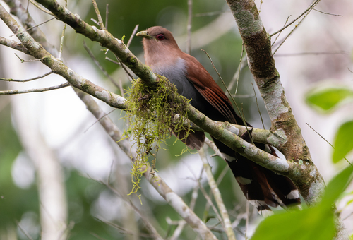 Common Squirrel-cuckoo