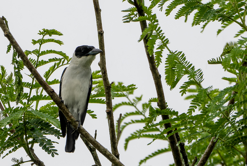 Black-crowned Tityra