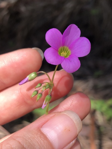 Garden pink-sorrel
