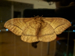 Lepidoptera
