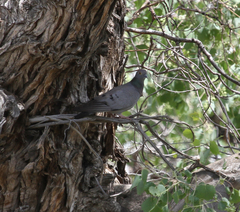 Columba eversmanni