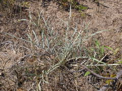 Cirsium pitcheri