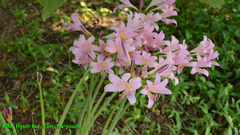 Lycoris squamigera