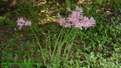 Lycoris squamigera