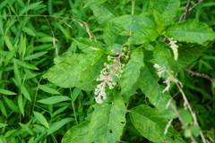 Pokeweed mosaic virus