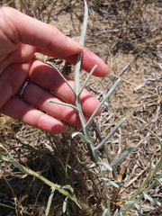Cirsium pitcheri