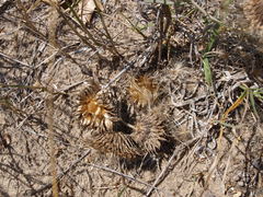 Cirsium pitcheri