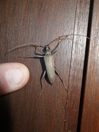 Logisticus proboscideus