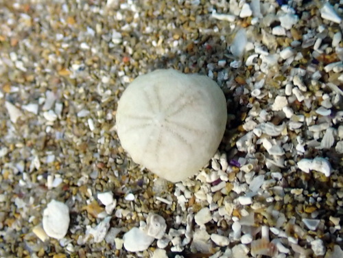 Pea Urchin, photo 2 of 7