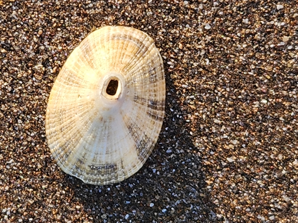 Patagonian Keyhole Limpet