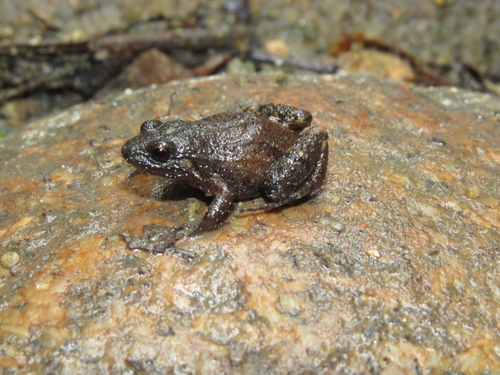 Bokermann's Potter Frog, Adenomera bokermanni