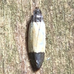 Anacampsis coverdalella