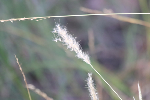 Bothriochloa torreyana