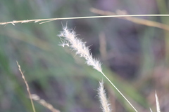 Bothriochloa torreyana