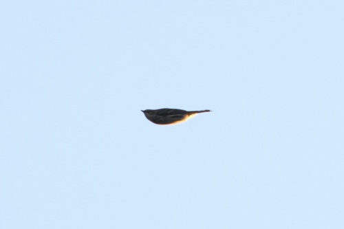Yellow-rumped Warbler photographed in New York