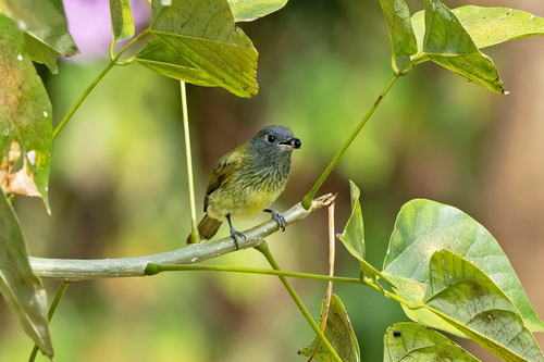 Streak-necked Flycatcher
