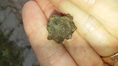 Andricus quercuscalicis