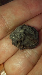 Andricus quercuscalicis