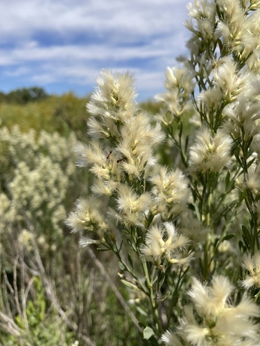 Image of Baccharis salicina by (c) Martin Purdy, some rights reserved (CC BY)