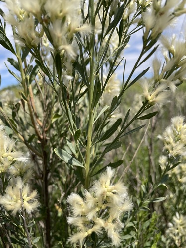 Image of Baccharis salicina by (c) Martin Purdy, some rights reserved (CC BY)