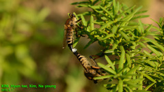 Promachus yesonicus
