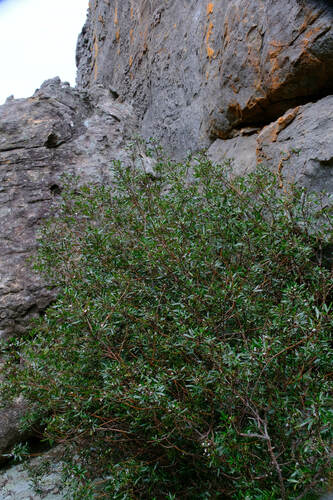 Image of Zieria oreocena by (c) Peter Crowcroft, some rights reserved (CC BY)