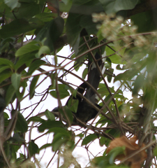 Phaenicophaeus viridirostris