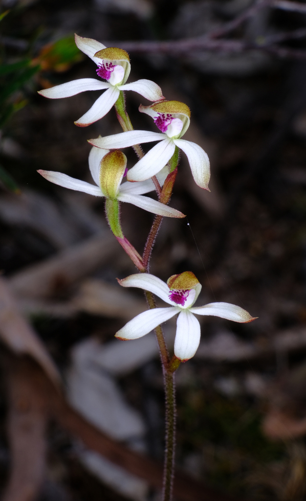 Caladenia cucullata