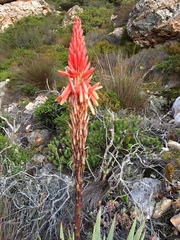 Aloe succotrina