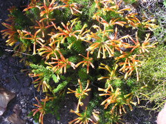 Erica quadrisulcata