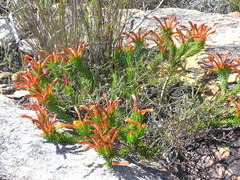 Erica quadrisulcata