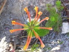 Erica quadrisulcata