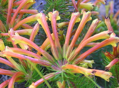 Erica quadrisulcata