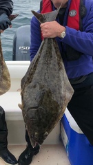 Hippoglossus stenolepis