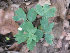 Isopyrum thalictroides