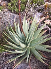 Aloe succotrina