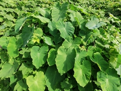 Colocasia esculenta