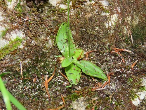 Pinguicula vallis-regiae