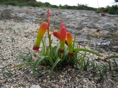 Image of Lachenalia quadricolor by (c) Jeremy Gilmore, some rights reserved (CC BY)