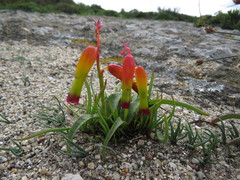 Lachenalia quadricolor
