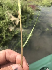 Sporobolus anglicus