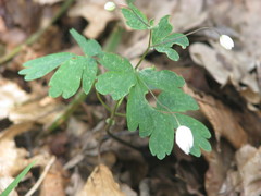 Isopyrum thalictroides