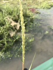 Sporobolus anglicus