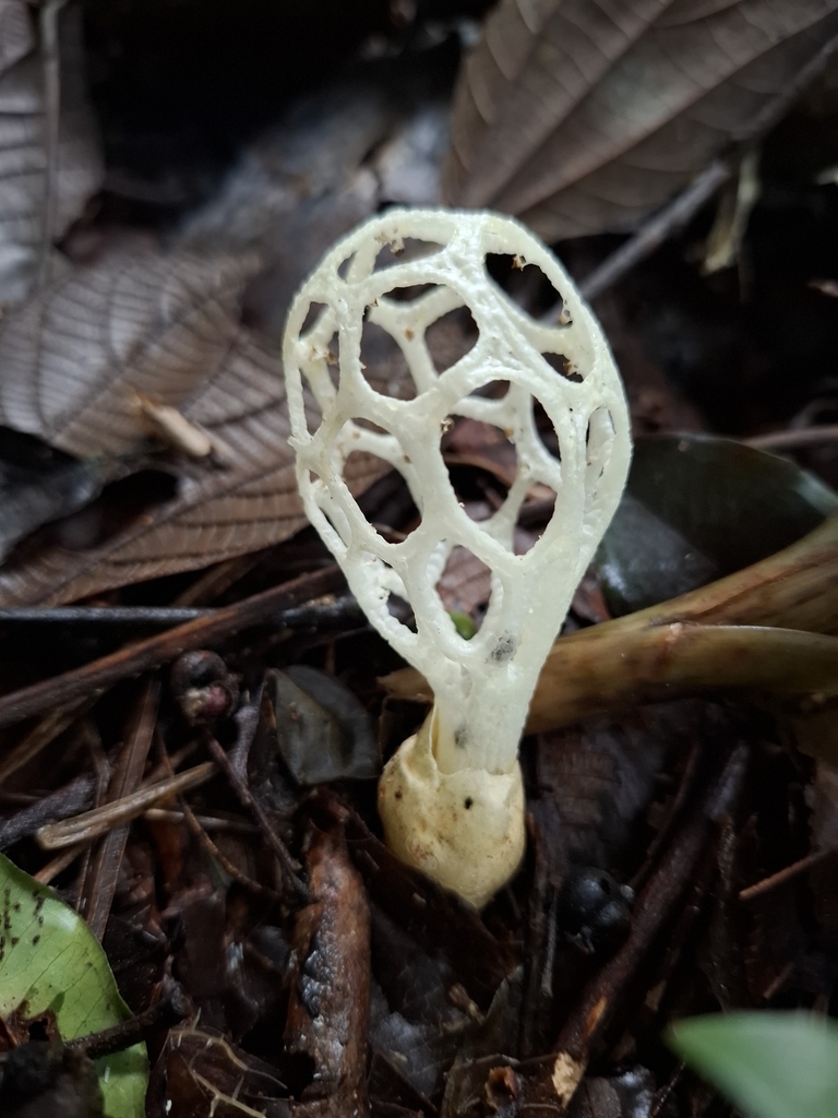 Clathrus chrysomycelinus · October 2024 · photo: © lucasmantelo (iNaturalist, cc-by)